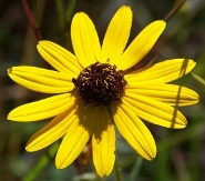 Swamp Sunflower, Narrowleaf Sunflower, Helianthus angustifolius